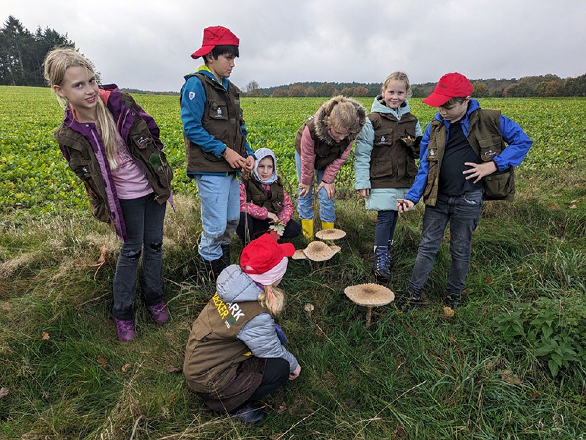 Die Naturpark-Kids bewundern ein paar besonders schöne Exemplare des Parasol-Pilzes.