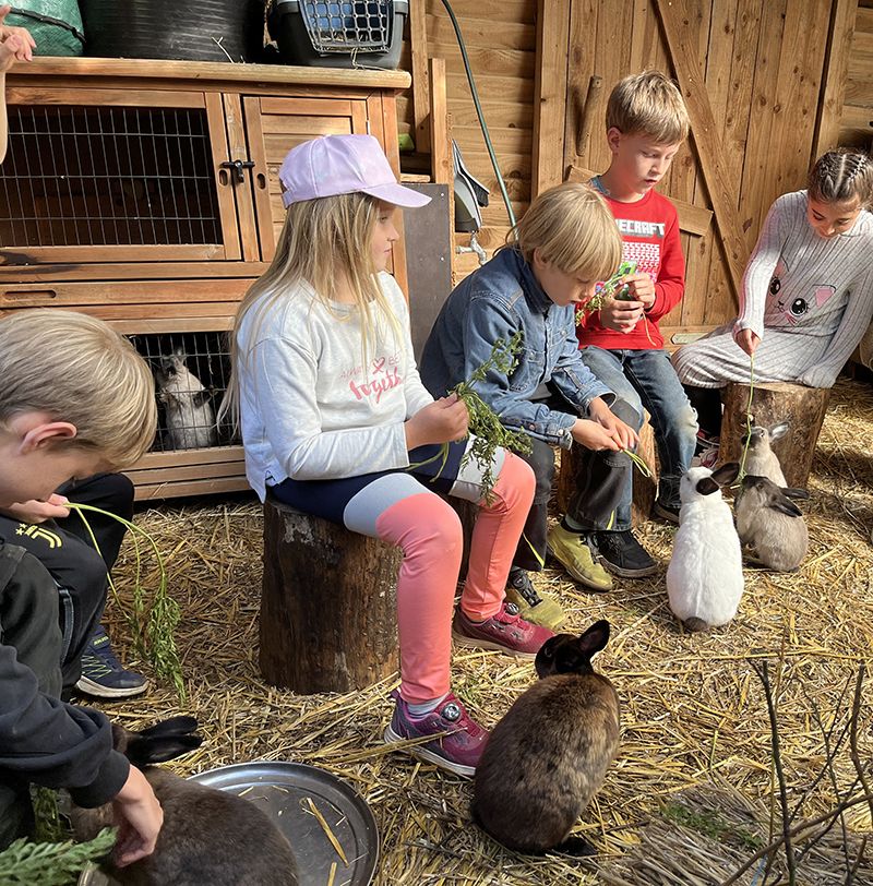 Mitten im Hasen-und Meerschweinchengehege